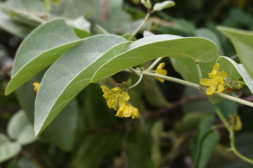 Ryssopterys timoriensis iNat (1)