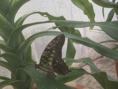 Graphium agamemnon