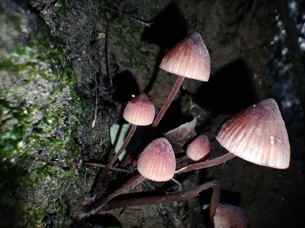 Mycena kuurkacea · May 2025 · photo: © sofiazed1 (iNaturalist, cc-by)