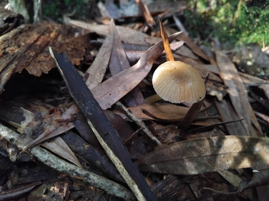 Gliophorus graminicolor · May 2025 · photo: © sofiazed1 (iNaturalist, cc-by)