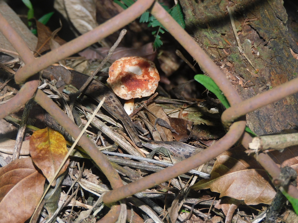 Leucopaxillus gracillimus · April 2025 · photo: © ana_ads (iNaturalist, cc-by)