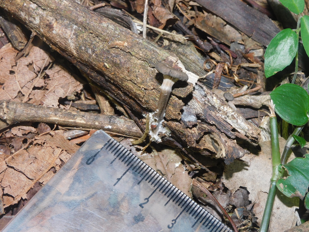 Entoloma undatum
