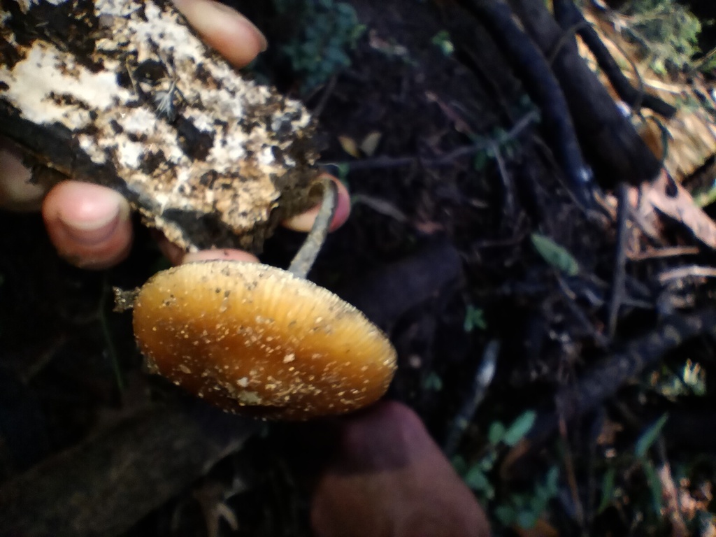 Psilocybe subaeruginosa · May 2025 · photo: © sofiazed1 (iNaturalist, cc-by)