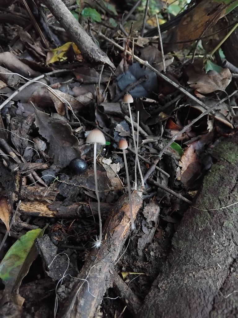 Mycena cystidiosa · May 2025 · photo: © sofiazed1 (iNaturalist, cc-by)