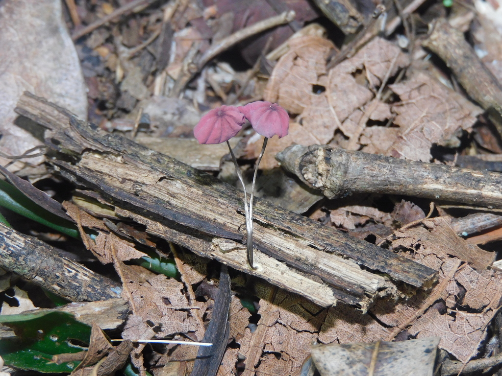 Marasmius haematocephalus · April 2025 · photo: © ana_ads (iNaturalist, cc-by)
