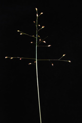 Dichanthelium ensifolium