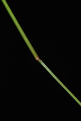 Dichanthelium ensifolium