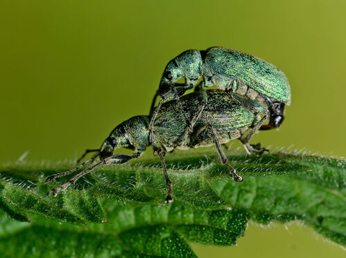 Nettle weevil photo 4
