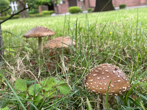 Amanita ibotengutake