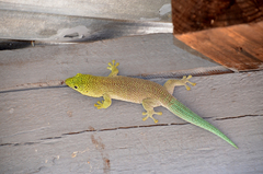 Phelsuma standingi
