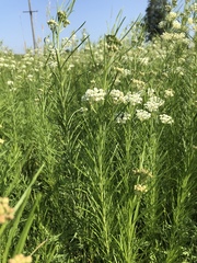 Asclepias verticillata