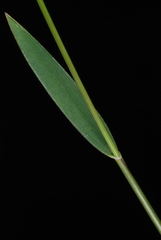 Dichanthelium ensifolium