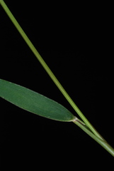 Dichanthelium ensifolium