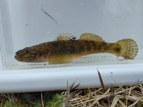 Gymnogobius urotaenia