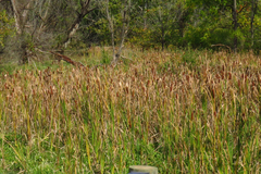 Typha × glauca