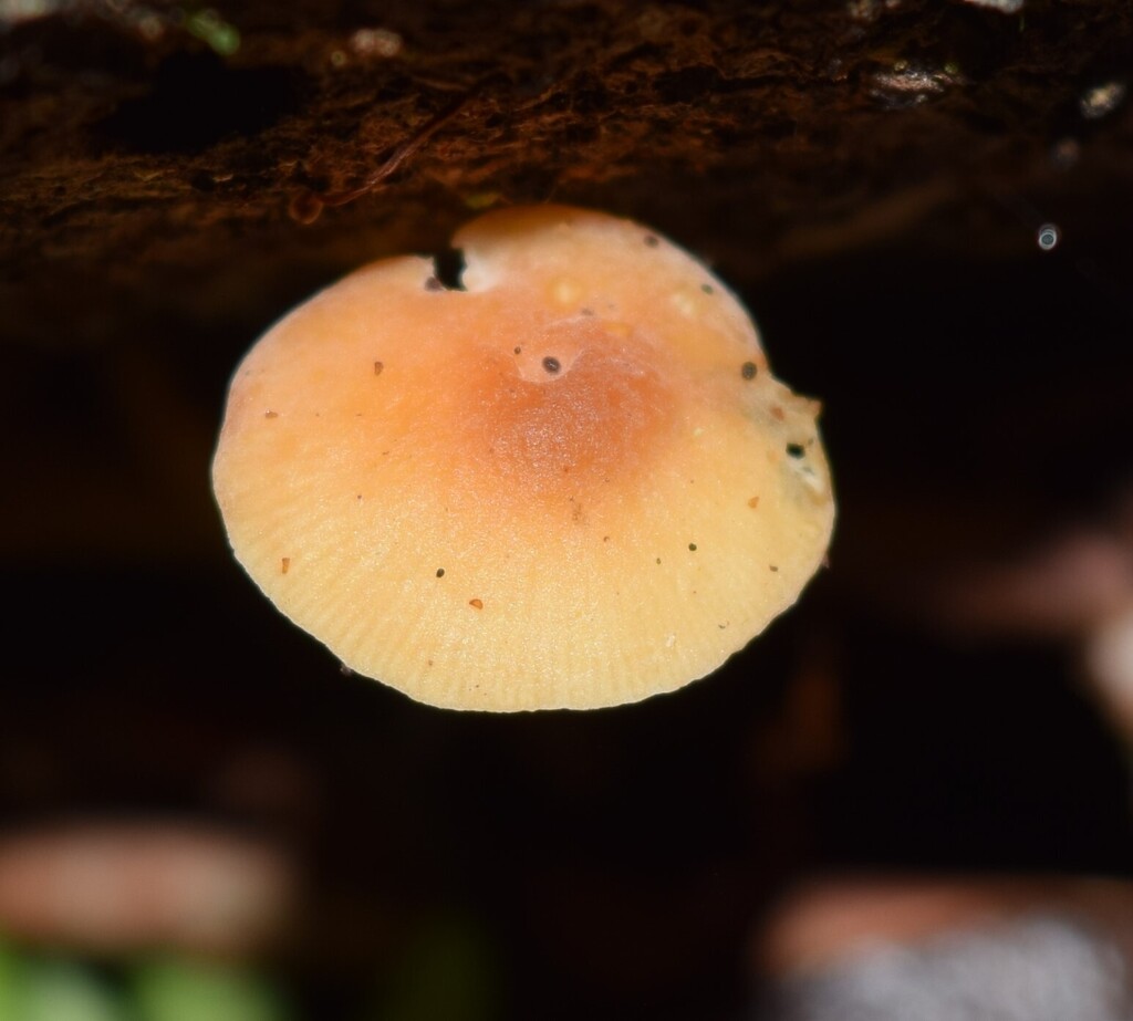 Omphalina wellingtonensis · May 2025 · photo: © davidwhyte (iNaturalist, cc-by-sa)