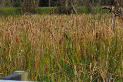 Typha × glauca