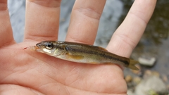 Couesius plumbeus