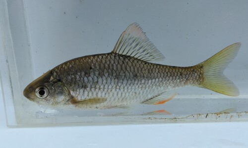 Slender bitterling (Tanakia lanceolata) — Cyprinidae — 4