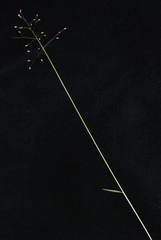 Dichanthelium ensifolium