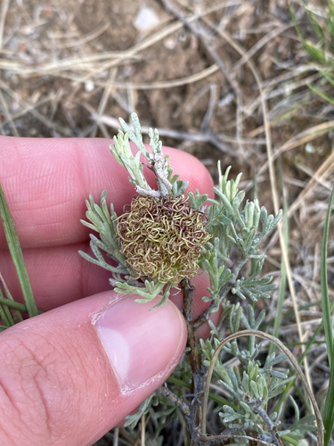 Unknown species found near Lima, MT, US
