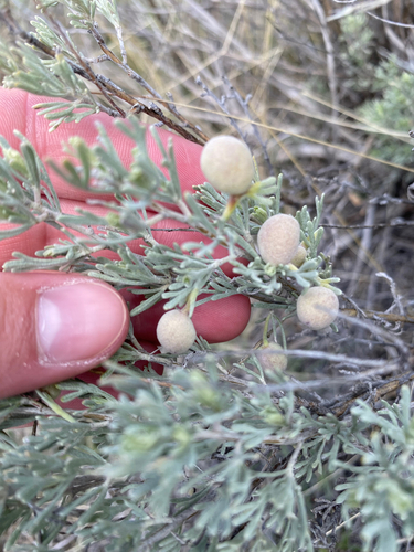 Unknown species found near Lima, MT, US
