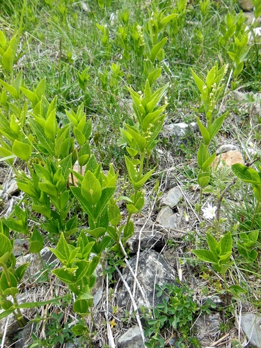 Image of Mercurialis ovata by (c) Karsten Rohweder, some rights reserved (CC BY)