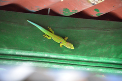 Phelsuma quadriocellata
