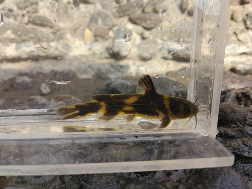 Oranje bagrid-meerval (Pseudobagrus aurantiacus) — Bagridae — 3