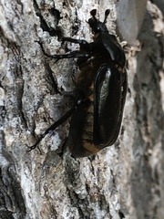 Osmoderma eremicola