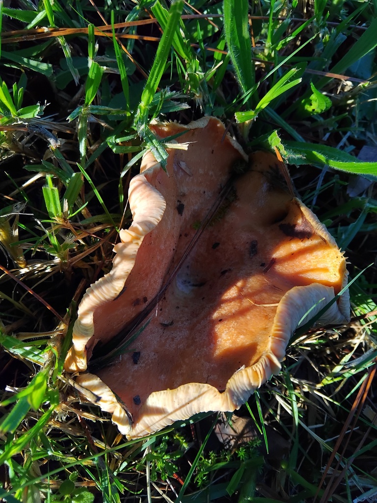 Lactarius deliciosus · May 2025 · photo: © sofiazed1 (iNaturalist, cc-by)