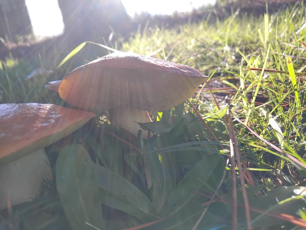 Suillus granulatus · May 2025 · photo: © sofiazed1 (iNaturalist, cc-by)