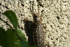 Sceloporus albiventris
