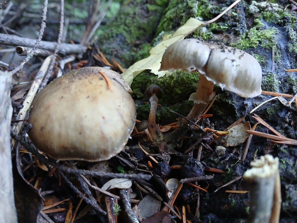 Armillaria novae-zelandiae · May 2025 · photo: © claire_grace83 (iNaturalist, cc-by)