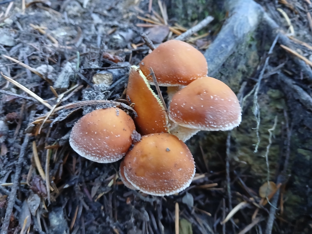 Hypholoma australianum · May 2025 · photo: © claire_grace83 (iNaturalist, cc-by)