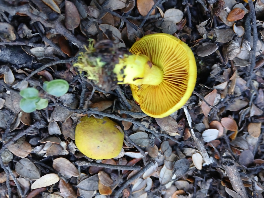 Cortinarius canarius · May 2025 · photo: © claire_grace83 (iNaturalist, cc-by)