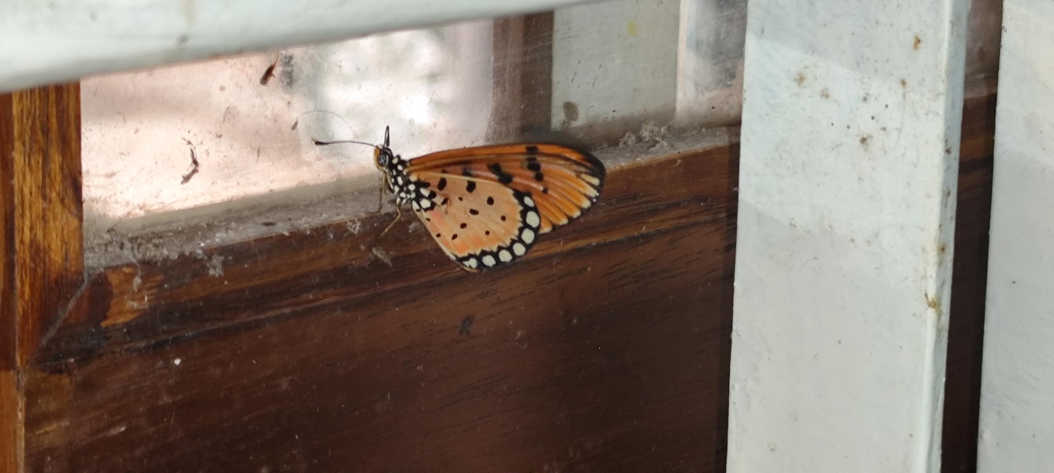 Tawny Coster