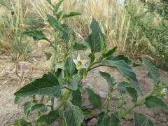 Solanum physalifolium