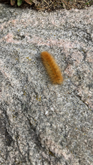 Phragmatobia