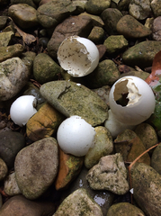 Columba livia domestica