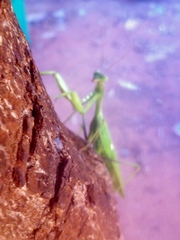 Sphodromantis