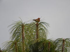 Turdus rufitorques