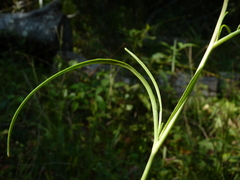 Coreopsis palustris