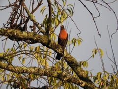 Turdus rufitorques