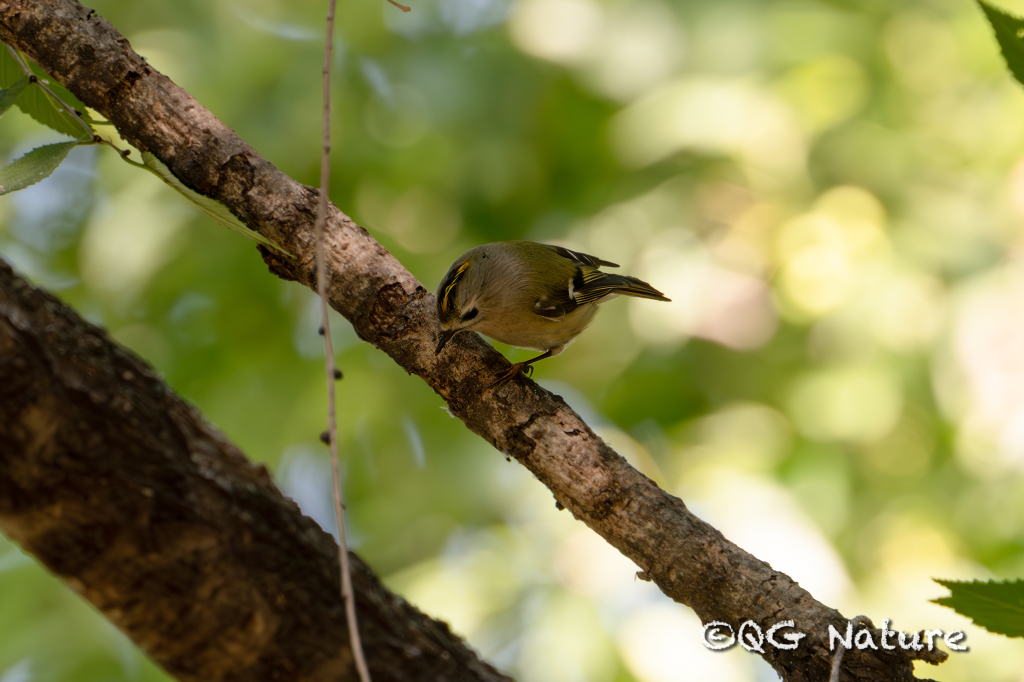 Goldcrest