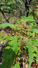 Eriophyes rhoinus