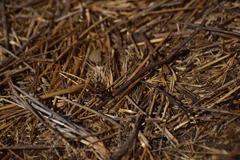 Thyridanthrax nugator