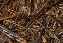 Thyridanthrax nugator