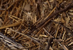 Thyridanthrax nugator