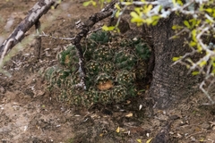 Coryphantha neglecta